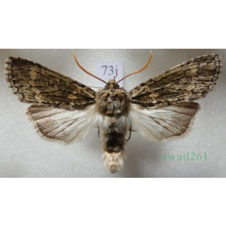 Polyploca ridens (Fabricius, 1787) Przestrożnica śmieszka Czech73j